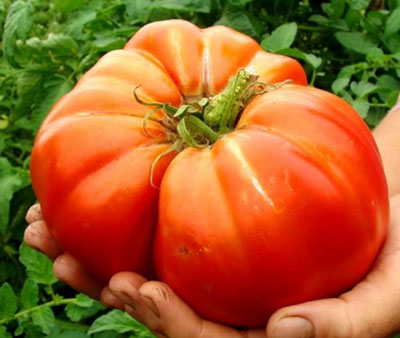 Le migliori varietà di pomodori siberiani: caratteristiche e foto