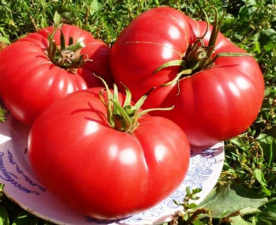 Tomate « Cœur de taureau » : caractéristiques et description de la variété