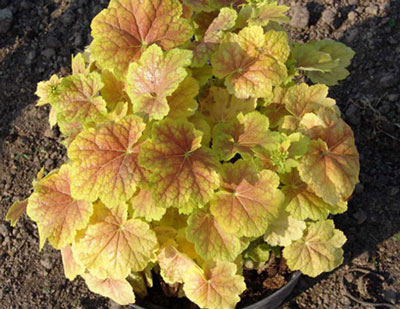 Coltivare l'Heuchera dai semi a casa