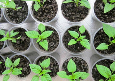 Recettes traditionnelles pour nourrir les tomates et les poivrons