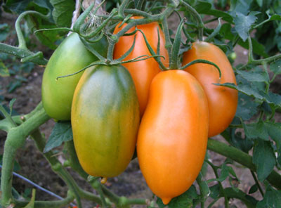 What tomato varieties are the most productive for growing in a greenhouse?