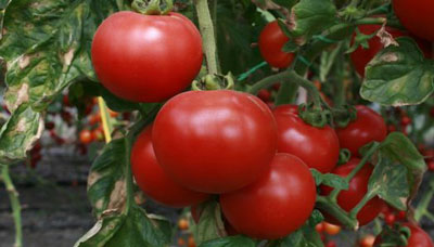 Le migliori varietà di pomodori siberiani: caratteristiche e foto