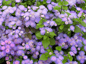 Ageratum: coltivazione dai semi e quando piantare