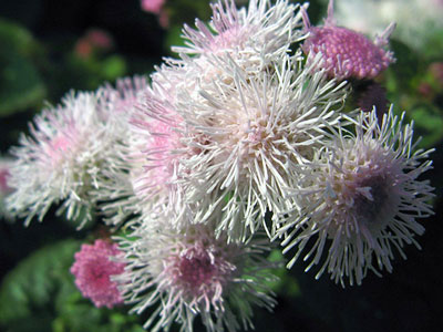 Ageratum: coltivazione dai semi e quando piantare