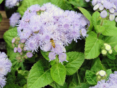 Ageratum: coltivazione dai semi e quando piantare