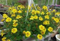 Fiori sospesi per il giardino: nome, foto