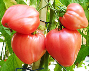 Tomate « Cœur de taureau » : caractéristiques et description de la variété
