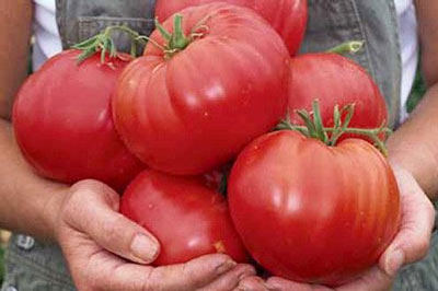 Le migliori varietà di pomodori siberiani: caratteristiche e foto