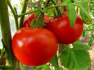 Tomate Gina : caractéristiques et description de la variété