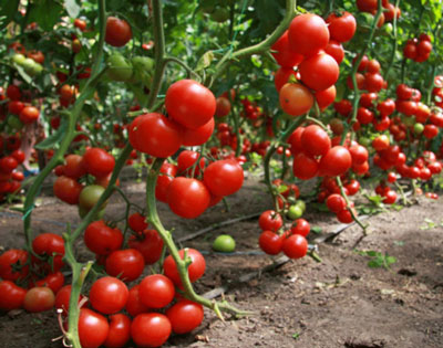 Tomate Gina : caractéristiques et description de la variété