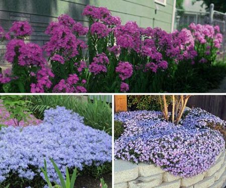 Perennial flowers that bloom all summer: photo and name, unpretentious