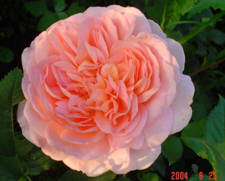 Gartenrose 'Abraham Derby'