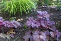 Heuchera-Sorten und -Typen
