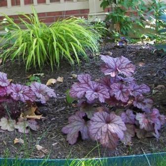 Varietà e tipi di Heuchera