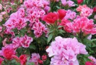 Godetia Landung und Halten