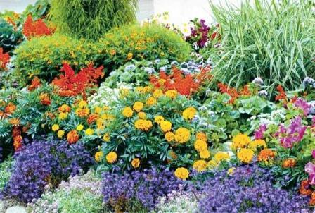 parterre de fleurs