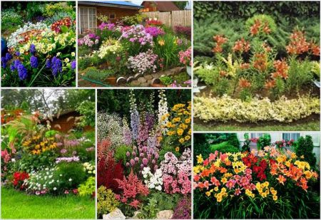 Hermosos macizos de flores de plantas perennes
