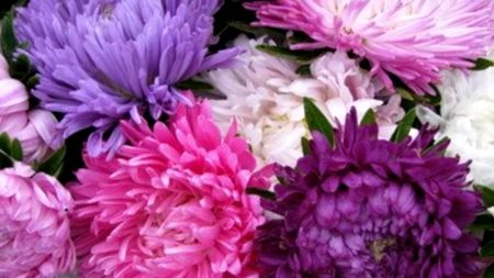 Aster: cómo cultivarlo a partir de semillas, cuándo plantarlo