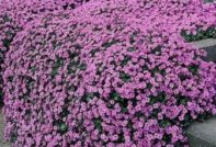 Aubrieta-Pflanzung und -Pflege