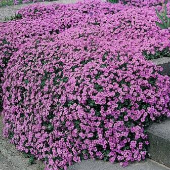 Plantation et entretien des aubriètes