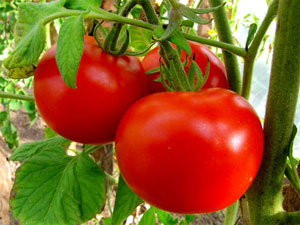 Tomate « Sanka », caractéristiques et description