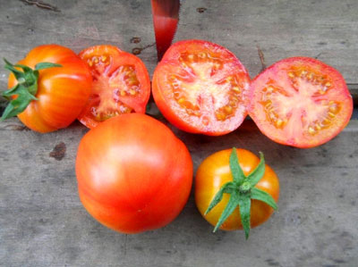 Tomate « Sanka », caractéristiques et description