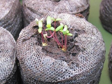 Sämling