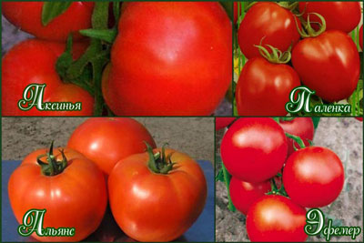 Welche Tomatensorten eignen sich am besten für den Anbau in einem Polycarbonat-Gewächshaus?
