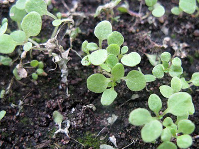 plántulas de plantas madre
