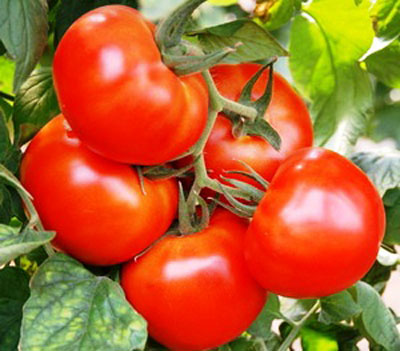 Tomate « Sanka », caractéristiques et description