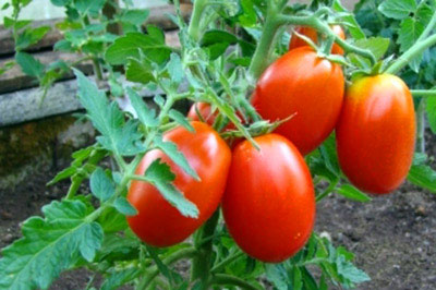 Welche Tomatensorten eignen sich am besten für den Anbau in einem Polycarbonat-Gewächshaus?