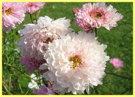 cosmos care