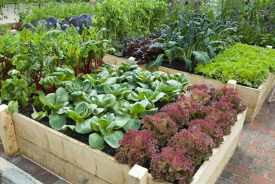 Giardino dei sogni: niente scavi, niente diserbo, niente irrigazione