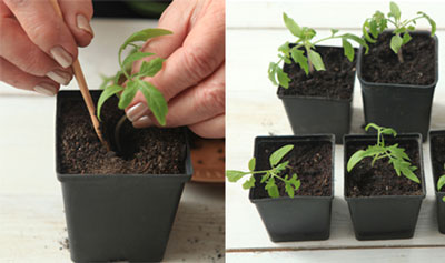 Fertilisation des jeunes plants de tomates à la maison