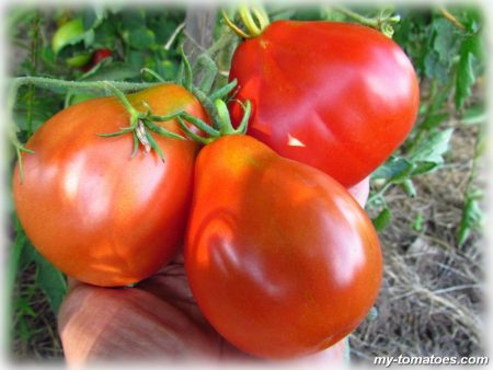 Tomatensorte „One Hundred Poods“: Rezensionen von denjenigen, die sie gepflanzt haben