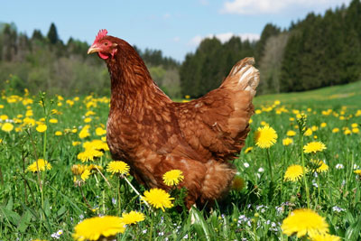 Fumier de poulet : comment l’utiliser comme engrais et le diluer ?