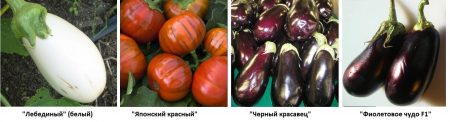 variétés d'aubergines