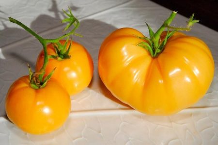 Tomate « Persimmon » : caractéristiques et description de la variété