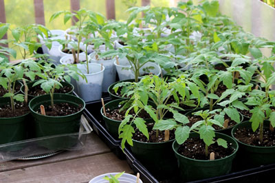 Come nutrire le piantine di pomodoro per farle diventare carnose