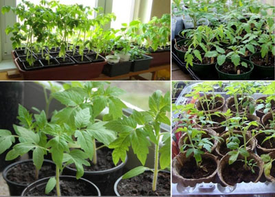 Fertilisation des jeunes plants de tomates à la maison
