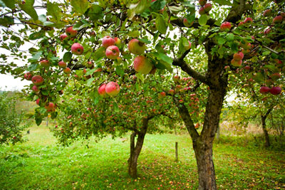 Wie man Bäume und Sträucher im Garten im Frühjahr gegen Schädlinge behandelt