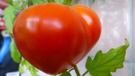 Домат "Буденовка": отзиви, снимки, добив