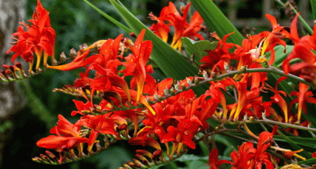 Crocosmia: piantagione e cura
