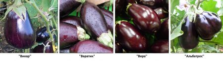 Variétés d'aubergines pour pleine terre, avec photos et descriptions.