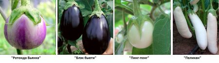 Variétés d'aubergines avec photos et descriptions