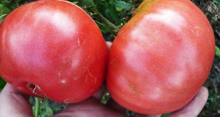 Tomate « Pink Giant » : description de la variété, photo