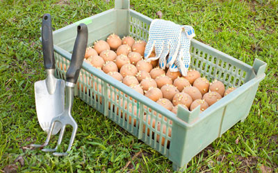 Comment traiter les pommes de terre avant la plantation pour prévenir les doryphores