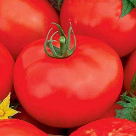 Tomate « Andromeda » : caractéristiques