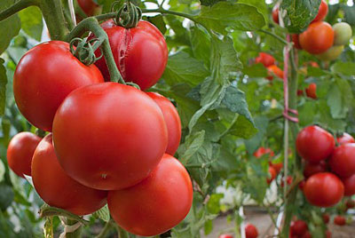 Come nutrire le piantine di pomodoro per farle diventare carnose