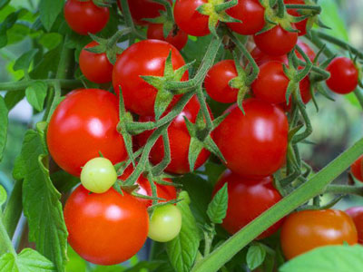 Bewertungen, Fotos und Ertrag von Tomato Intuition